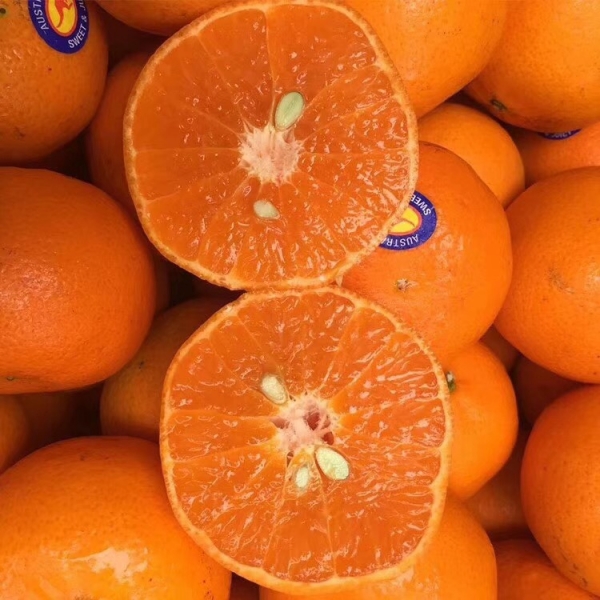 澳橘